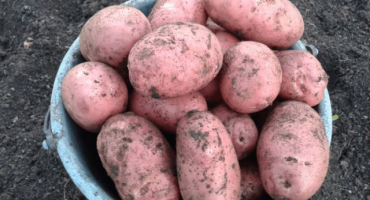 Seznam nejlepších odrůd brambor pro rok 2022 s přihlédnutím k různým kritériím